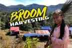 🧹 Broom Harvesting With Monkey-B & Bong Teeun 👨‍🌾 Cardamom Mountains, Cambodia ⛰️ thumbnail