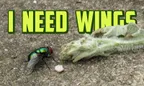 🐝 I Need Wings 🦋 The Tiny Fliers Of Paramaribo, Suriname 🦟 thumbnail