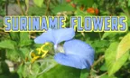 Suriname Flowers 🌺 Photography 📷 & Medicinal Uses ⚕️ thumbnail