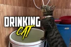 🙅‍♂️ Construction Paused By The Government 🏗️ & Meow Boycotts Her Water Bowl 🚫 thumbnail