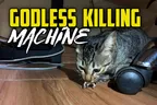 🐾 My Little Godless Killing Machine 🐈 Vegan Cat Dad Teaches Mini Lion How To Hunt 👨‍🏫 thumbnail