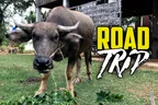 👨‍👩‍👧‍👧 Cambodian Family Road Trip 🛺 Pursat & Battambang 🛣️ thumbnail