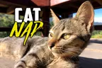 💤 Cat Nap Photography Session 📸 With Cambodia's Most Underpaid Feline Model 😻 thumbnail