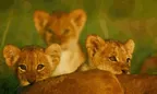 🏊‍♂️ I Finally Dove Into Cub DeFi 🦁 It's Never To Late To Earn Your First CUB 📉 thumbnail