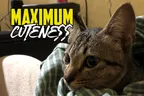 🐈‍⬛ The Many Faces Of ChairWoman Meow 👑 Maximum Cuteness 😸 thumbnail
