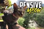 😼 Pensive ChairWoman Meow 👷 & Construction Begins On Our New Home 🧑‍🏭 thumbnail