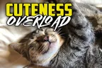 🐈 Cuteness Overload With ChairWoman Meow 😼 thumbnail