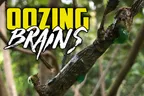 👽 Largest Walking Stick Ever Takes Massive Fall 🧠 New Life With A Liquid Brain 🧟 thumbnail