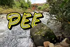 🪨 Peeing On A Rock = Butterfly Feast 🦋  thumbnail