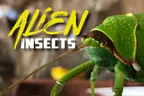 👽 Alien Insects 🦗 Everything Is Bigger In The Cardamom Mountains ⛰️ thumbnail