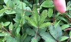 The Touch-Me-Not Plant (Mimosa Pudica) 🌿 👈 A Plant So Cool It's Even In A Reggae Video thumbnail