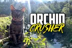 🐈‍⬛ ChairWoman Meow 🐾 Destroyer Of Orchids 🌺 thumbnail