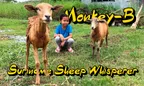 Monkey-B 🐵 Suriname Sheep Whisperer 🐑 thumbnail