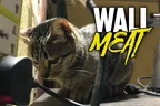 🦋 We Need To Talk About Wall Meat 🦎 The Food Your Cat May Not Be Getting Enough Of 😼 thumbnail