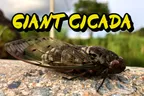 🪰 Giant Cicadas, Regular-Sized Guavas, & A Cassava Living Fence Project 👷‍♂️ thumbnail