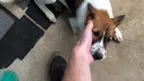 My New Furry Friend 🐶 & Other Pramaoy Happenings 🐄🛺⛺️ thumbnail