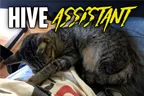 😽 Hive Assistant Sleeps On The Job 💤 & Cambodia's Mickey Mouse 🐭 thumbnail