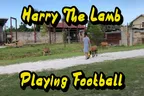 🐑 Harry The Lamb Playing Football With Monkey-B ⚽ & GIFs Too thumbnail