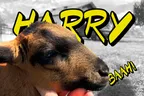 Harry the Lamb 🐏 Friendship Bracelets 📿 & Garbage Fires 🔥🚮 thumbnail