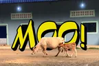 🐄 Morning Cowbell Greetings, VIP Transport, & Other Pramaoy Curiosities 🚘 thumbnail