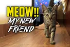 👨‍💻 I Got A New Feline Friend 🐱 At Least For An Afternoon 🤷‍♂️ thumbnail