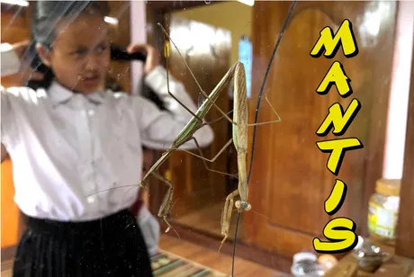 MANTIS.JPG