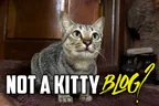🙅‍♂️ This Is Not Another Kitty Blog Post 🚫😿 Or Is It? 🤷‍♂️ thumbnail