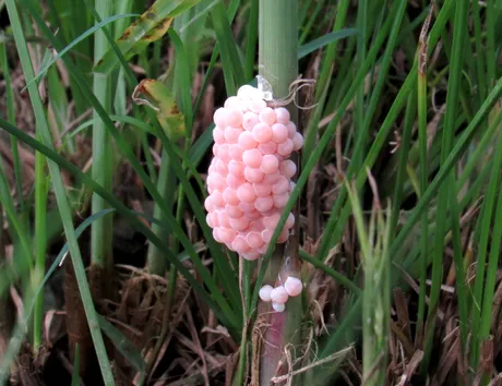 eggs.JPG