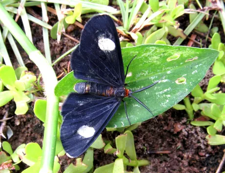 moth ~E40E2~E41E.JPG
