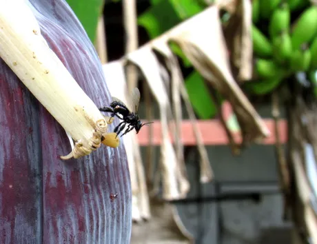 banan.JPG