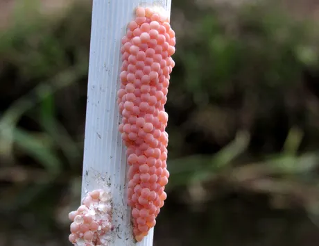 more eggs.JPG