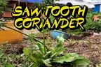 What Is Sawtooth Coriander? 🪚 & Other Answers To Questions You Didn't Know You Had 🙋 thumbnail