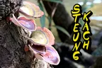 🍄 Fungi & The Natural Beauty Of Steung Kach, Cambodia 🏞️ thumbnail