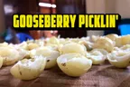 🦢 Gooseberry Picklin', Cabbage Samosas, & Pov's New Sewing Machine 🪡 thumbnail