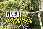 🔭 Great Hornbill Sighting 🦤 Phnom Samkos Wildlife Sanctuary, Cambodia 🌄 thumbnail