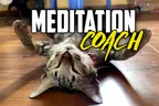 🧘‍♂️ My Meditation Coach 👌 ChairWoman Meow 🐈‍⬛ thumbnail