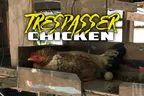 🐔 Trespasser Chicken Is An Unwelcome Domesticated Dinosaur 🦖  thumbnail