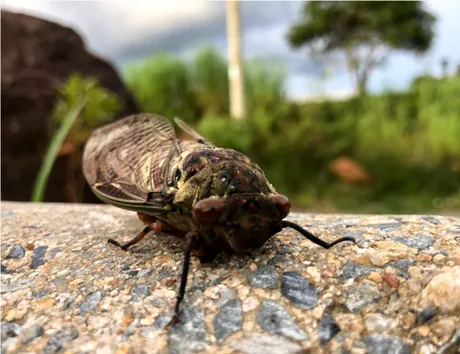 CICADAS.png