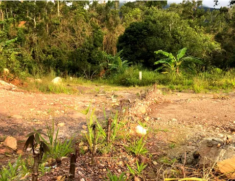 CASSAVA.png