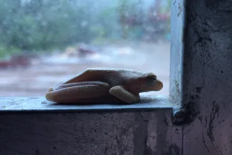 frog.gif