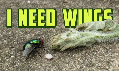 thumbwings.JPG