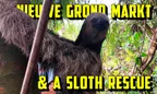🏪 Nieuwe Grond Markt 🦥 & A Sloth Rescue 🌴 Wanica District, Suriname thumbnail