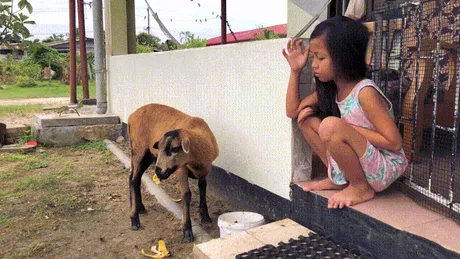 short.gif