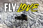 🪰 Fly Love, Mountain Moonrises, & ChairWoman Meow 😼 thumbnail