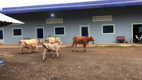 cows.gif