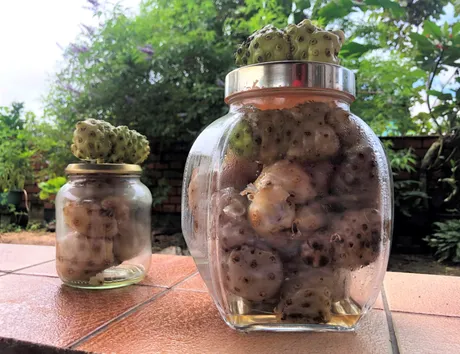 semi-stolen noni fruit under fermentation