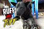 🐶 Ruff & Tuff 💪 Survival Of The Fittest In The Cardamom Mountains Of Cambodia ⛰️ thumbnail