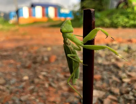 MANTIS.png