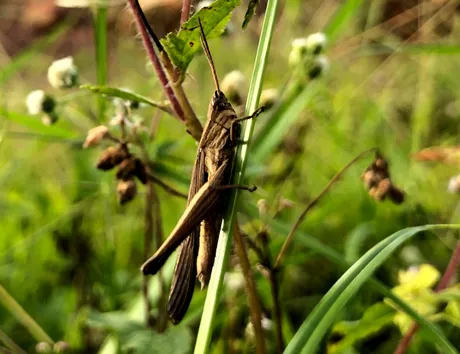 GRASSHOPER.png