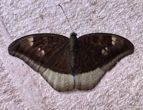 MOTH.png